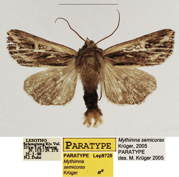 /filer/webapps/moths/media/images/S/semicorax_Mythimna_PTM_TMSA_01.jpg