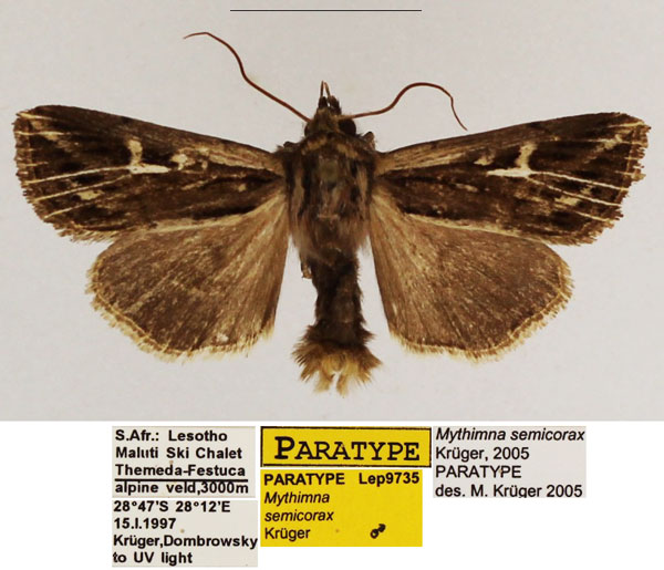 /filer/webapps/moths/media/images/S/semicorax_Mythimna_PTM_TMSA_02.jpg
