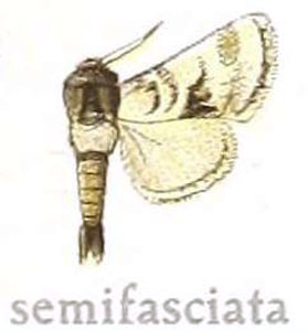 /filer/webapps/moths/media/images/S/semifasciata_Ortharbela_HT_MfN.jpg