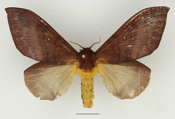 /filer/webapps/moths/media/images/S/semifasciata_Pachymeta_AF_Basquin_01.jpg