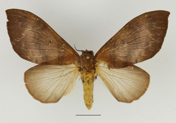 /filer/webapps/moths/media/images/S/semifasciata_Pachymeta_AF_Basquin_02.jpg