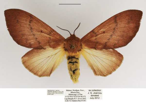 /filer/webapps/moths/media/images/S/semifasciata_Pachymeta_AF_TMSA.jpg