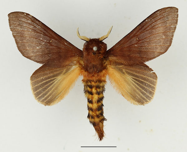 /filer/webapps/moths/media/images/S/semifasciata_Pachymeta_AM_Basquin_01.jpg