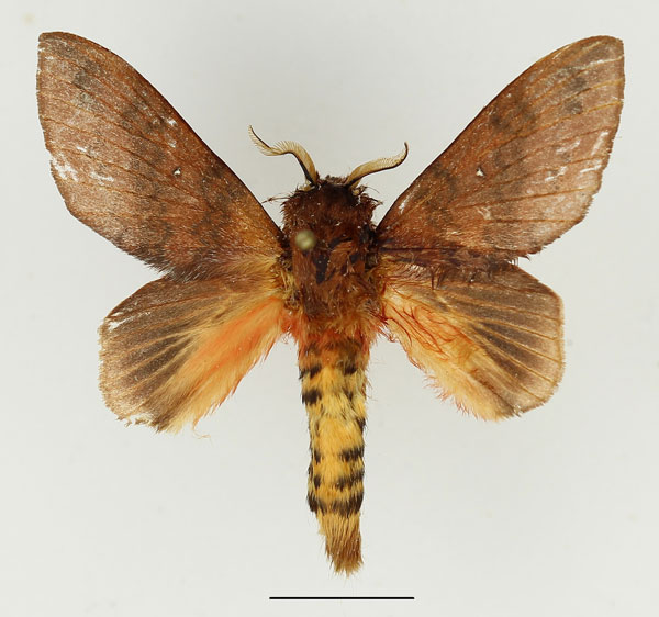 /filer/webapps/moths/media/images/S/semifasciata_Pachymeta_AM_Basquin_02.jpg