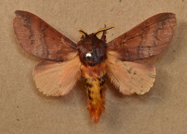 /filer/webapps/moths/media/images/S/semifasciata_Pachymeta_A_Butler.jpg