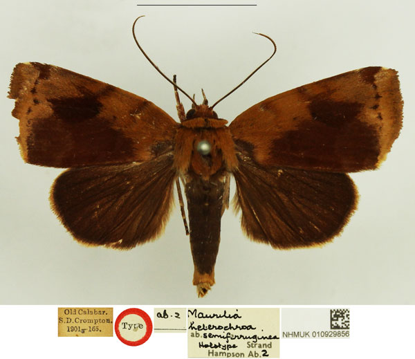 /filer/webapps/moths/media/images/S/semiferruginea_Maurilia_HT_NHMUK.jpg