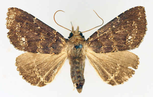 /filer/webapps/moths/media/images/S/semifimbria_Facidina_AF_TMSA_01.jpg