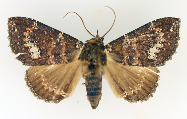 /filer/webapps/moths/media/images/S/semifimbria_Facidina_AF_TMSA_02.jpg