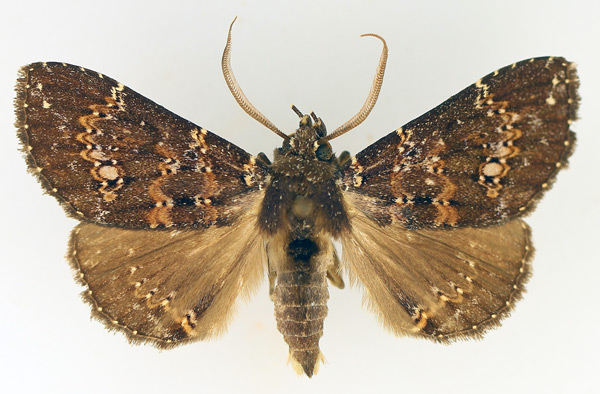 /filer/webapps/moths/media/images/S/semifimbria_Facidina_AM_TMSA_01.jpg