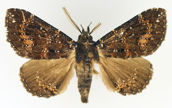 /filer/webapps/moths/media/images/S/semifimbria_Facidina_AM_TMSA_02.jpg