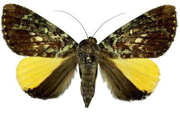 /filer/webapps/moths/media/images/S/semiflava_Achaea_AF_CMNH.jpg