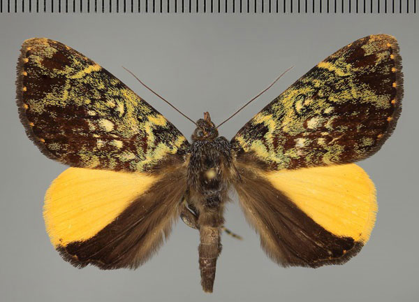 /filer/webapps/moths/media/images/S/semiflava_Achaea_AM_Fiebig.jpg