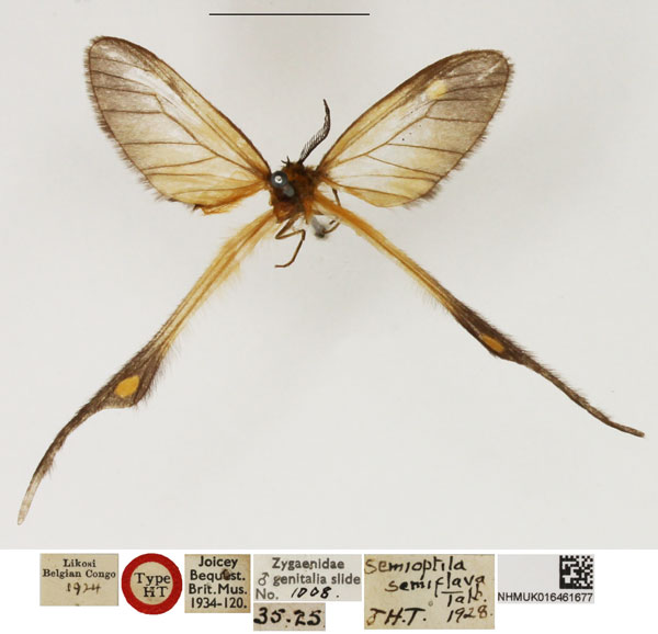 /filer/webapps/moths/media/images/S/semiflava_Semioptila_HT_NHMUK.jpg