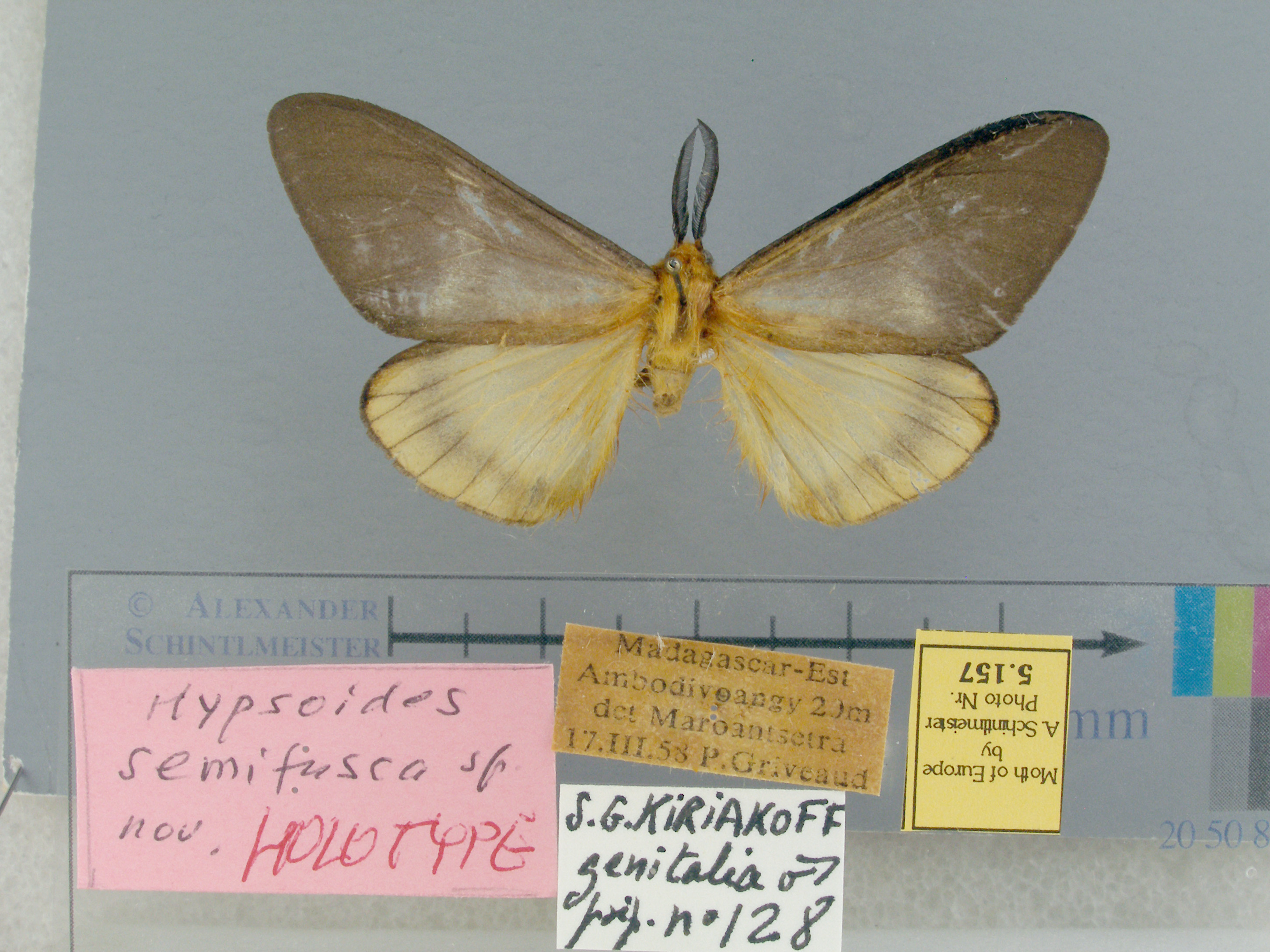 /filer/webapps/moths/media/images/S/semifusca-Hypsoides-5157-HT-Madagascar.jpg