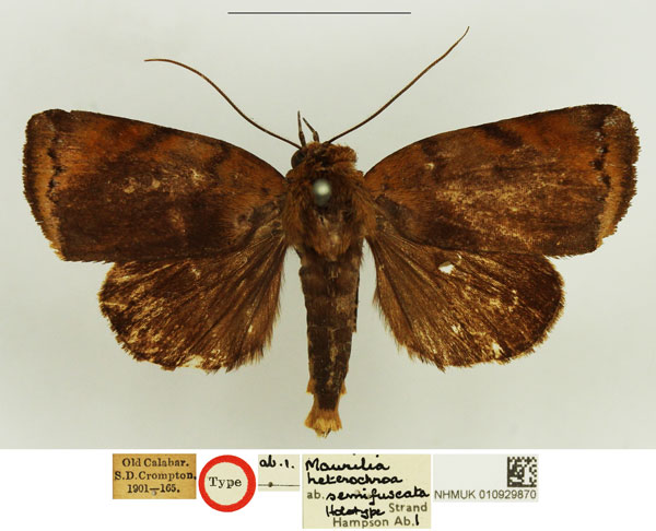 /filer/webapps/moths/media/images/S/semifuscata_Maurilia_HT_NHMUK.jpg