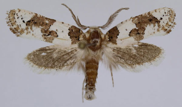 /filer/webapps/moths/media/images/S/semilactea_Meharia_AM_JMonks.jpg