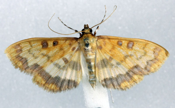 /filer/webapps/moths/media/images/S/semilimbalis_Pyrausta_AM_Agassiz_01.jpg