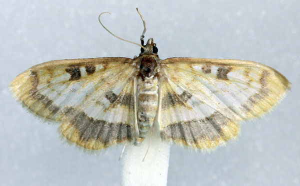 /filer/webapps/moths/media/images/S/semilimbalis_Pyrausta_AM_Agassiz_02.jpg
