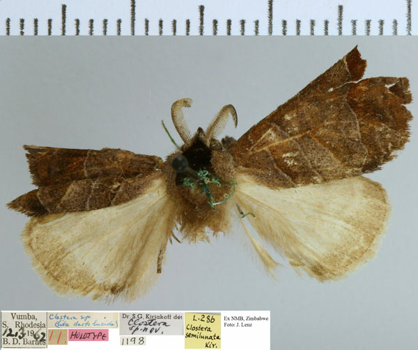 /filer/webapps/moths/media/images/S/semilunata_Clostera_HT_NMB.jpg