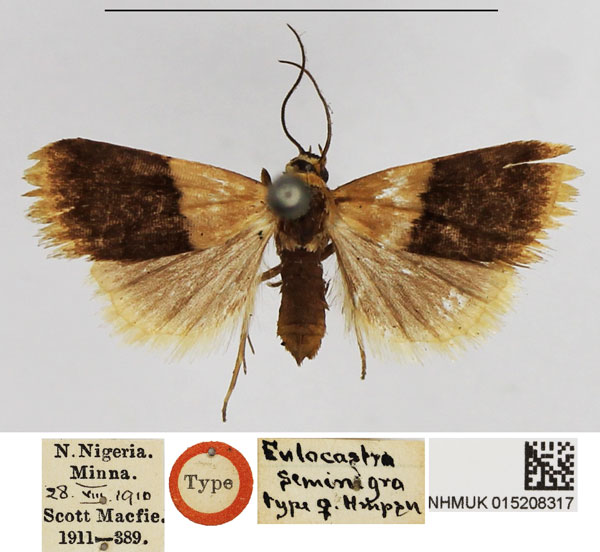 /filer/webapps/moths/media/images/S/seminigra_Eulocastra_HT_NHMUK.jpg