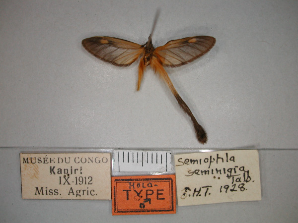/filer/webapps/moths/media/images/S/seminigra_Semioptila_HT_RMCA_02.jpg