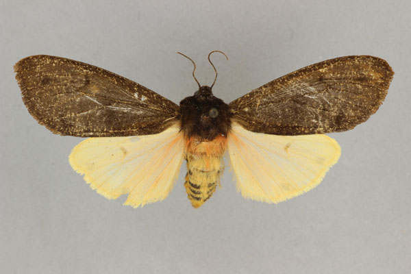 /filer/webapps/moths/media/images/S/seminigra_Teracotona_AF_BMNH.jpg
