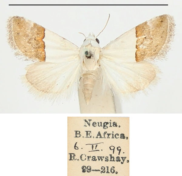 /filer/webapps/moths/media/images/S/seminivea_Eublemma_A_BMNH_01.jpg
