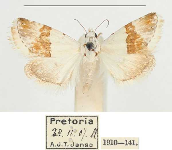 /filer/webapps/moths/media/images/S/seminivea_Eublemma_A_BMNH_02.jpg