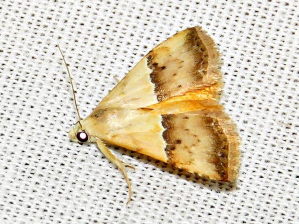 /filer/webapps/moths/media/images/S/seminivea_Eublemma_A_Braun.jpg