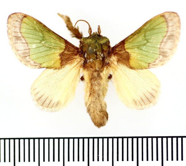 /filer/webapps/moths/media/images/S/semiochracea_Parasa_AM_BMNH.jpg