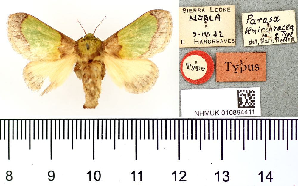 /filer/webapps/moths/media/images/S/semiochracea_Parasa_HT_BMNH.jpg