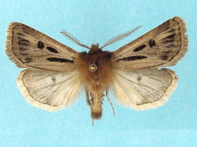 /filer/webapps/moths/media/images/S/semiomelas_Agrotis_01.jpg