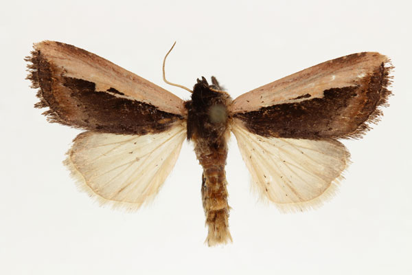 /filer/webapps/moths/media/images/S/semipallida_Aspidifrontia_AF_RMCA.jpg