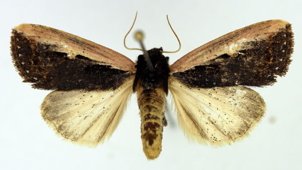 /filer/webapps/moths/media/images/S/semipallida_Aspidifrontia_AM_Aulombard.jpg
