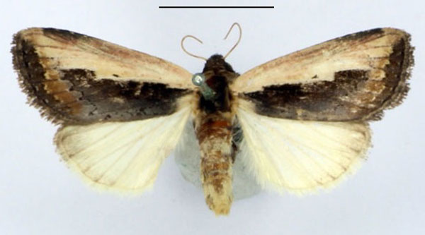 /filer/webapps/moths/media/images/S/semipallida_Aspidifrontia_AM_BMNH.jpg