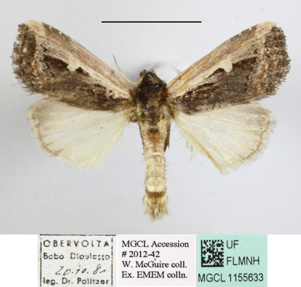 /filer/webapps/moths/media/images/S/semipallida_Aspidifrontia_A_MGCLa_01.JPG