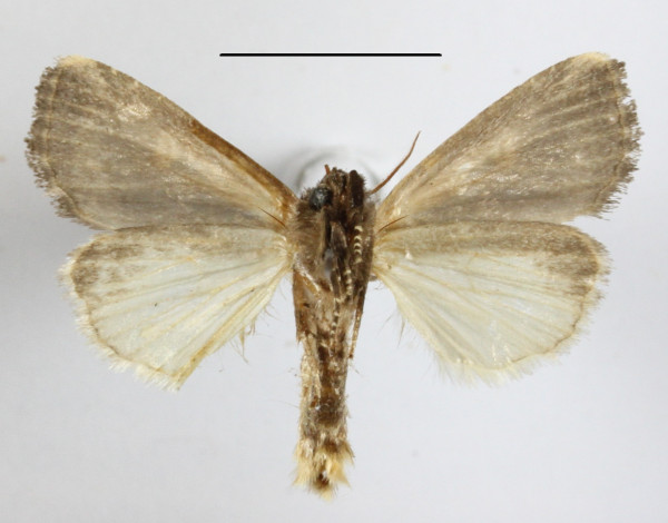 /filer/webapps/moths/media/images/S/semipallida_Aspidifrontia_A_MGCLb_01.JPG