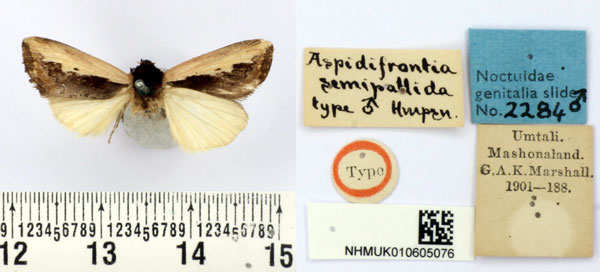 /filer/webapps/moths/media/images/S/semipallida_Aspidifrontia_HT_BMNH.jpg