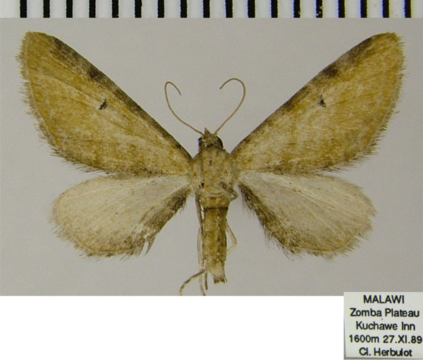 /filer/webapps/moths/media/images/S/semipallida_Eupithecia_AF_ZSM.jpg