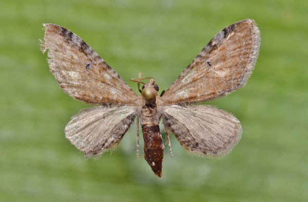 /filer/webapps/moths/media/images/S/semipallida_Eupithecia_A_Butler.jpg