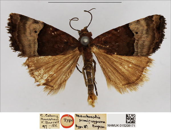 /filer/webapps/moths/media/images/S/semipurpurea_Metachrostis_HT_NHMUK.jpg