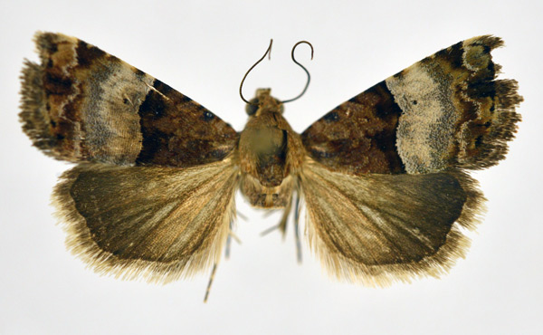 /filer/webapps/moths/media/images/S/semipurpurea_Ozarba_AM_NHMO.jpg