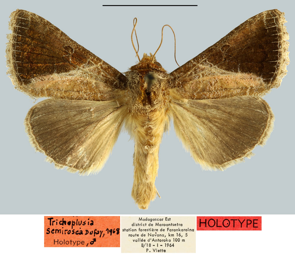 /filer/webapps/moths/media/images/S/semirosea_Plusia_HT_MNHN.jpg