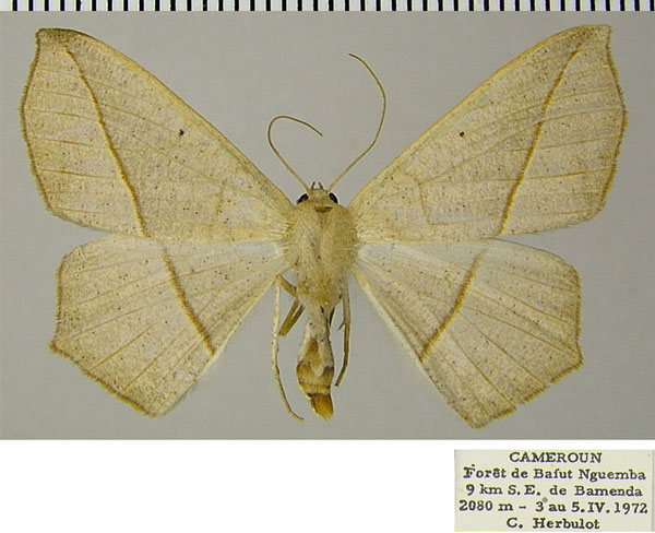 /filer/webapps/moths/media/images/S/semirufa_Psilocerea_AF_ZSM.jpg