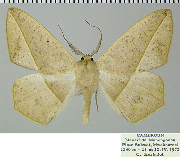 /filer/webapps/moths/media/images/S/semirufa_Psilocerea_AM_ZSMa.jpg