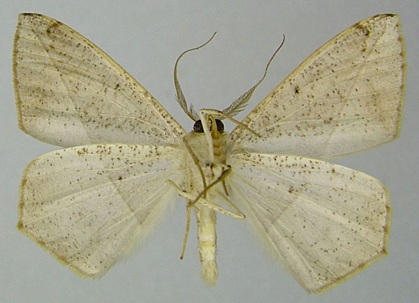 /filer/webapps/moths/media/images/S/semirufa_Psilocerea_AM_ZSMb.jpg