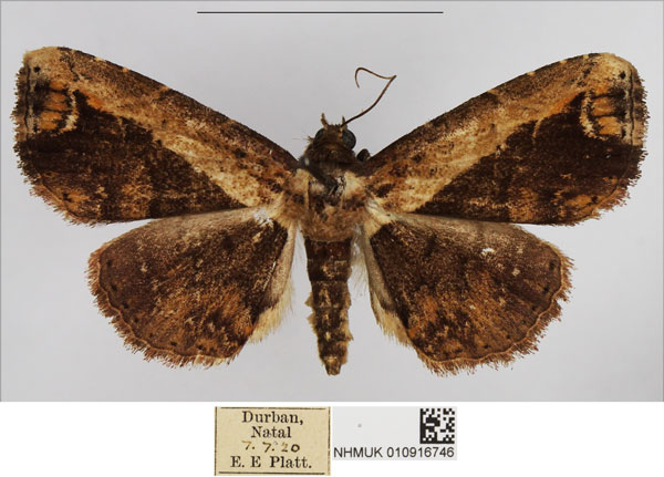 /filer/webapps/moths/media/images/S/semiscripta_Lophoruza_AM_NHMUK.jpg