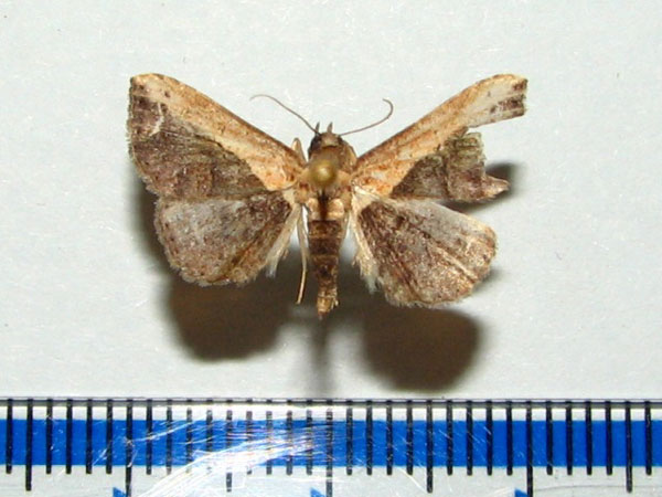 /filer/webapps/moths/media/images/S/semiscripta_Lophoruza_A_Goff_02_6V1JRlD.jpg