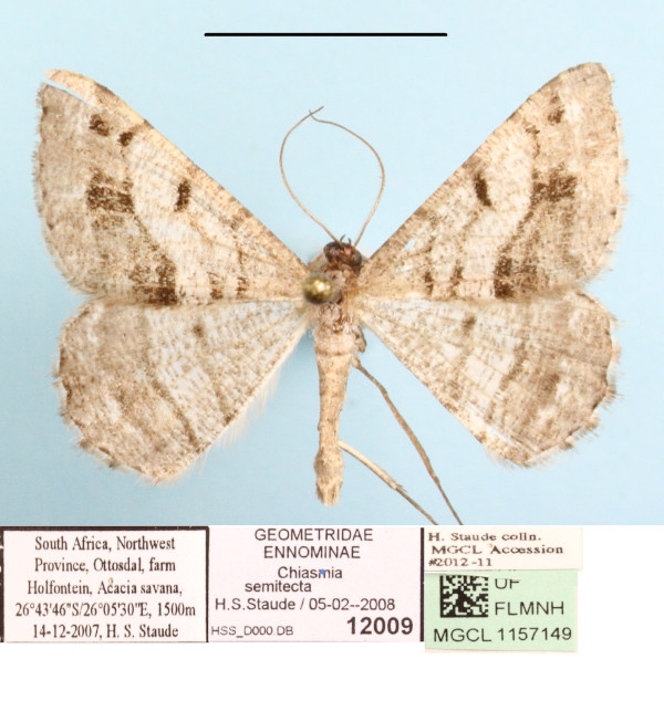 /filer/webapps/moths/media/images/S/semitecta_Chiasmia_A_MGCLa_01.JPG