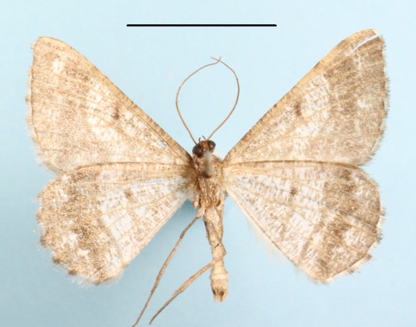 /filer/webapps/moths/media/images/S/semitecta_Chiasmia_A_MGCLb_01.JPG